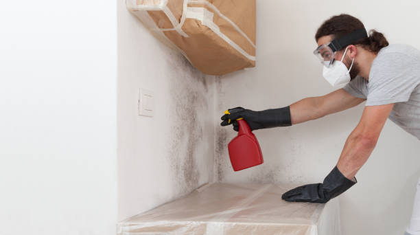 Professional Mold Removal technician working in Markleton, PA
